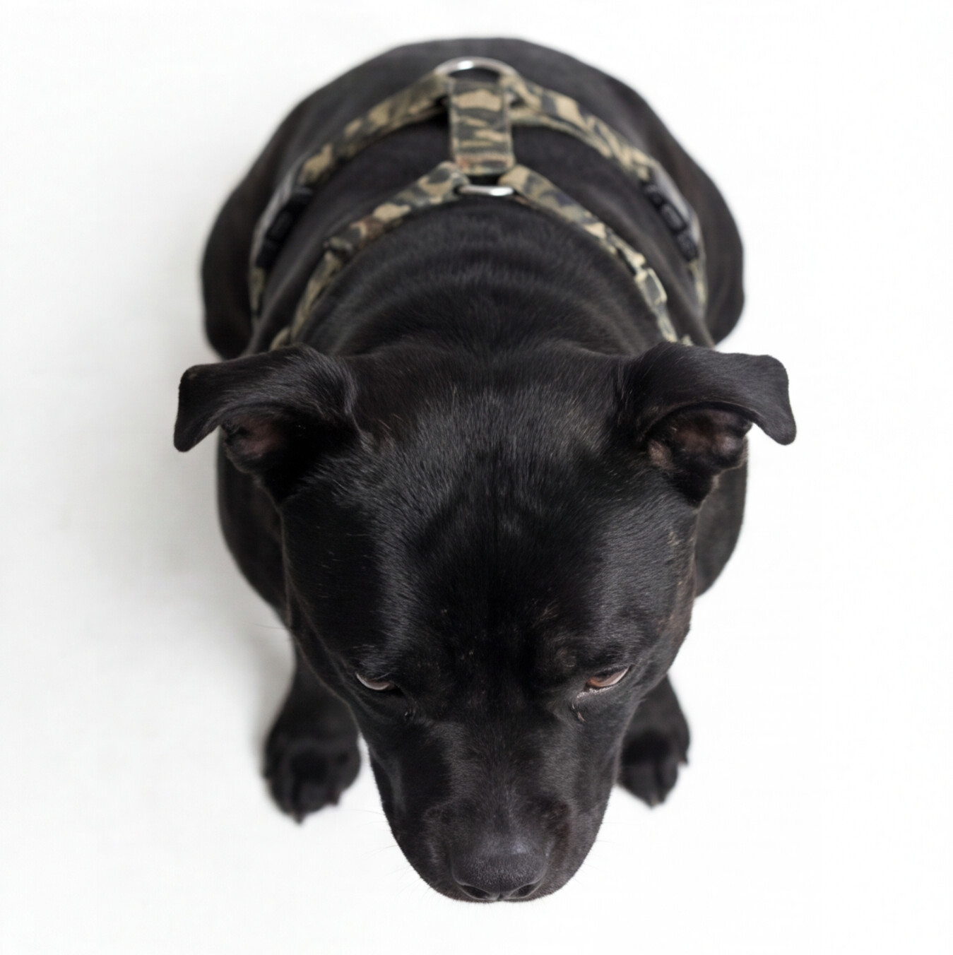 SUPATUFF® Strong Dog Harness – Camoflague | Slim Fit