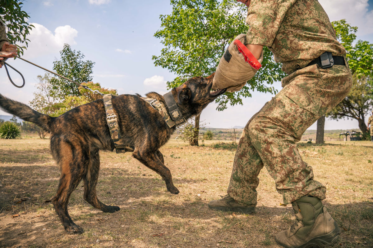 Strong dog wearing a SupaTuff heavy-duty adjustable dog harness