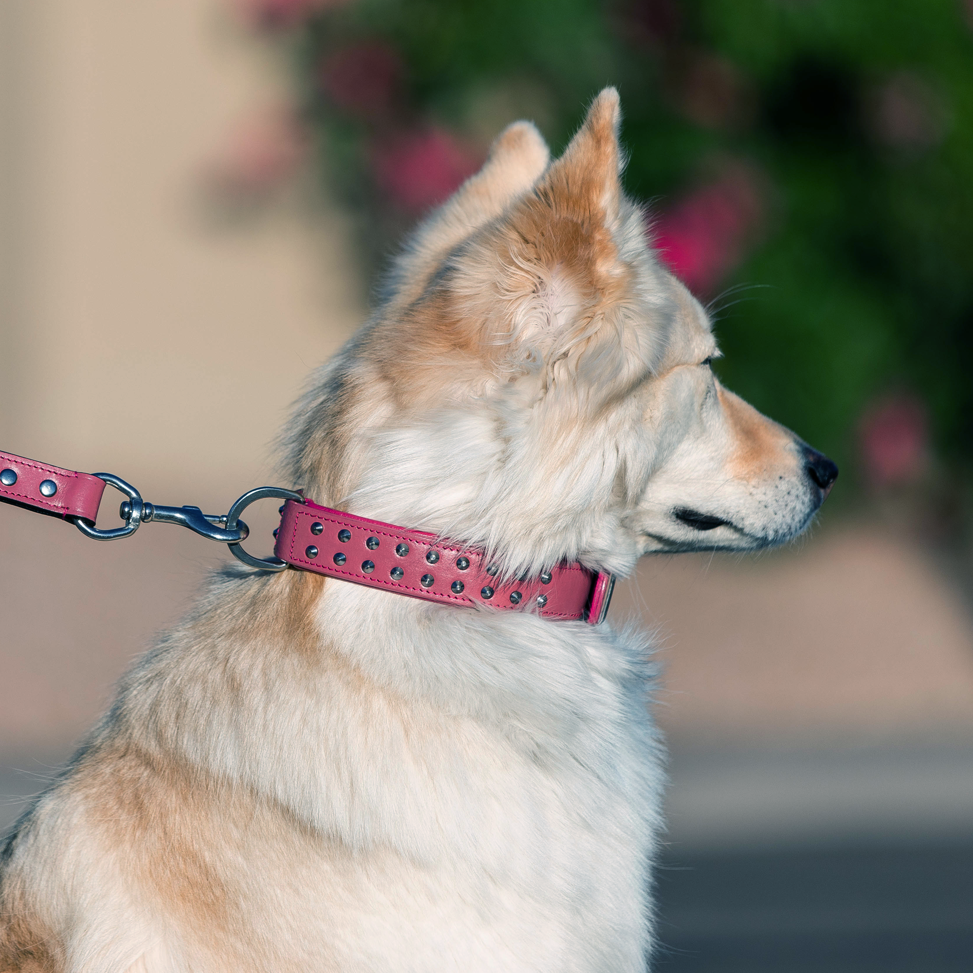 Hand Made Leather Dog Collar - RuffNeck Pink & Chrome (Regular Fit)