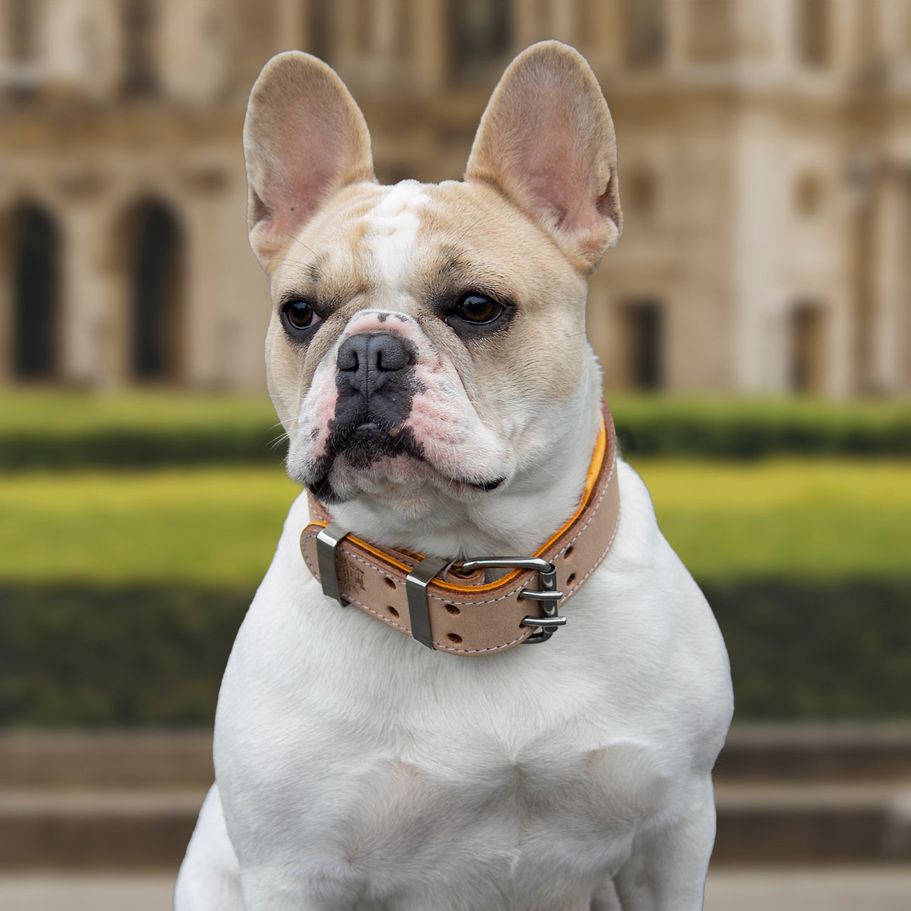 Hand Made Leather Dog Collar - Classic Buckskin & Chrome (Wide Fit)