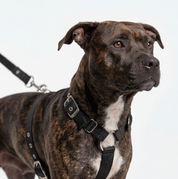 SUPATUFF® Strong Dog Harness – Black | Slim Fit
