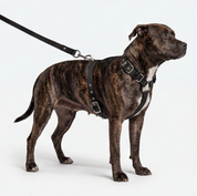 SUPATUFF® Strong Dog Harness – Black | Slim Fit
