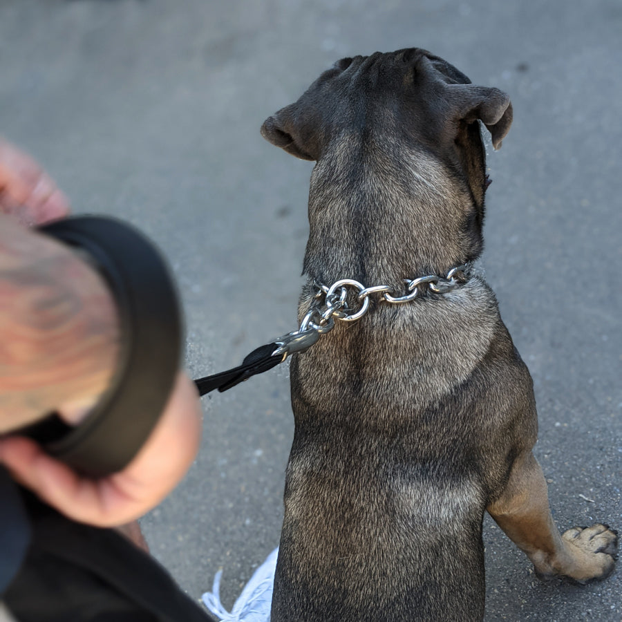 Chain Dog Collar - Titan Ultra Heavy Chain Link